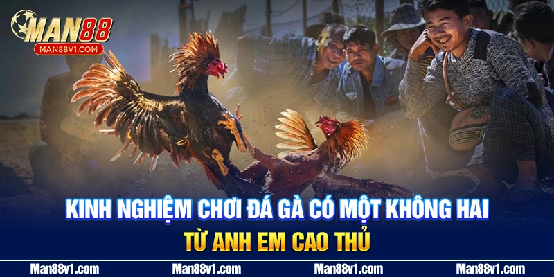Kinh nghiệm chơi đá gà có một không hai từ anh em cao thủ